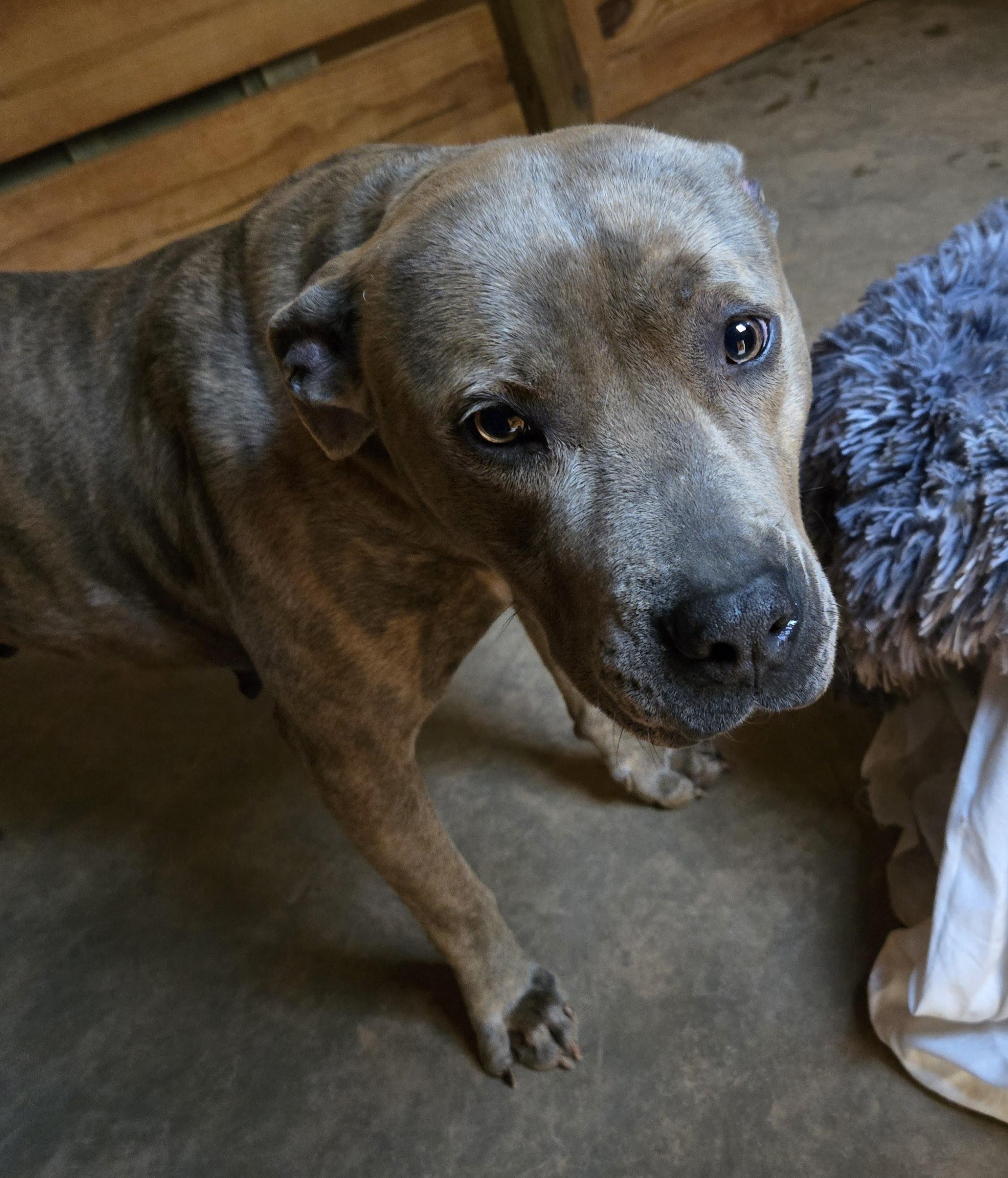 Karley, a Adoptable Pit Bull Terrier in Abbeville, SC image 5/6