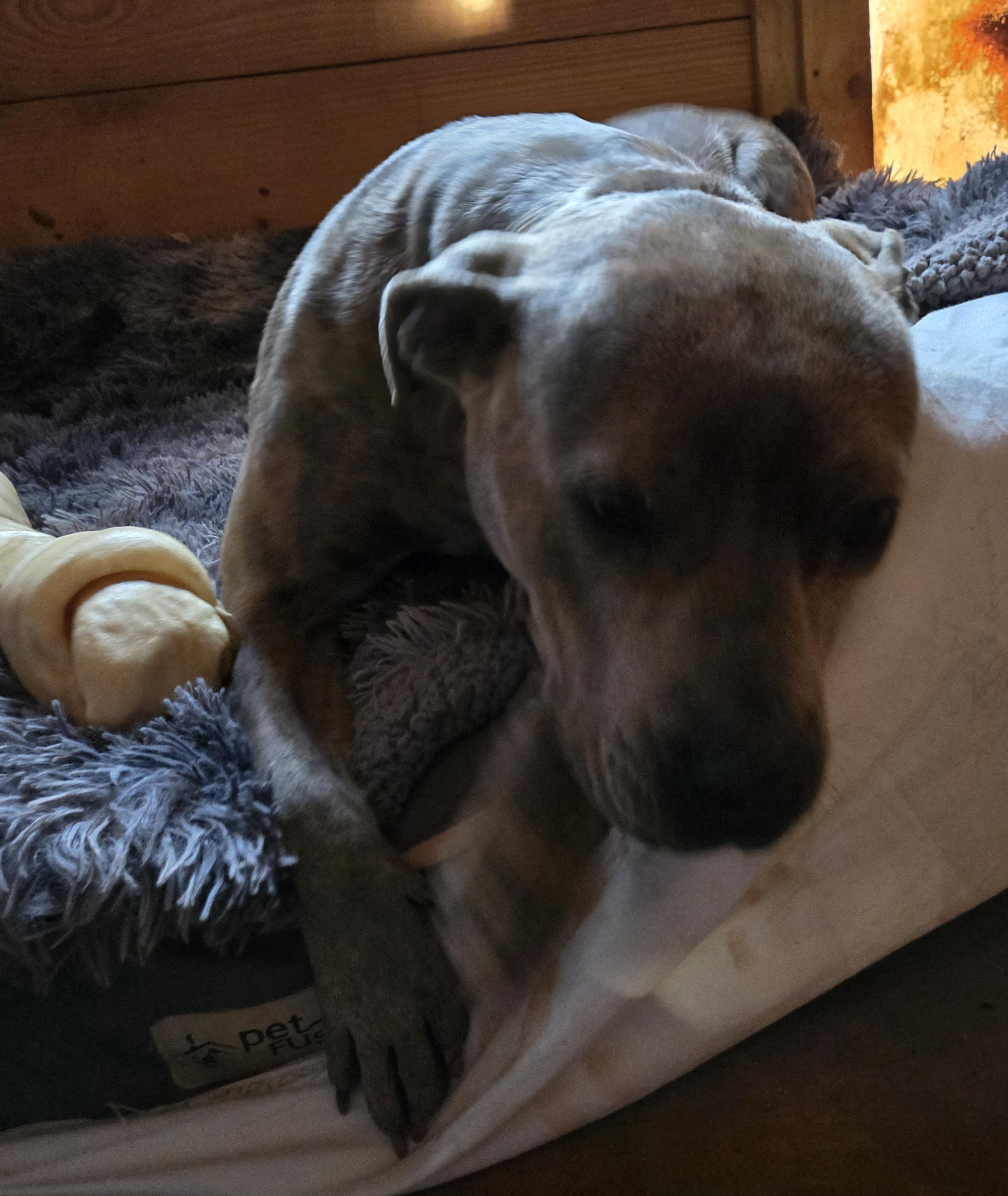 Karley, a Adoptable Pit Bull Terrier in Abbeville, SC image 6/6