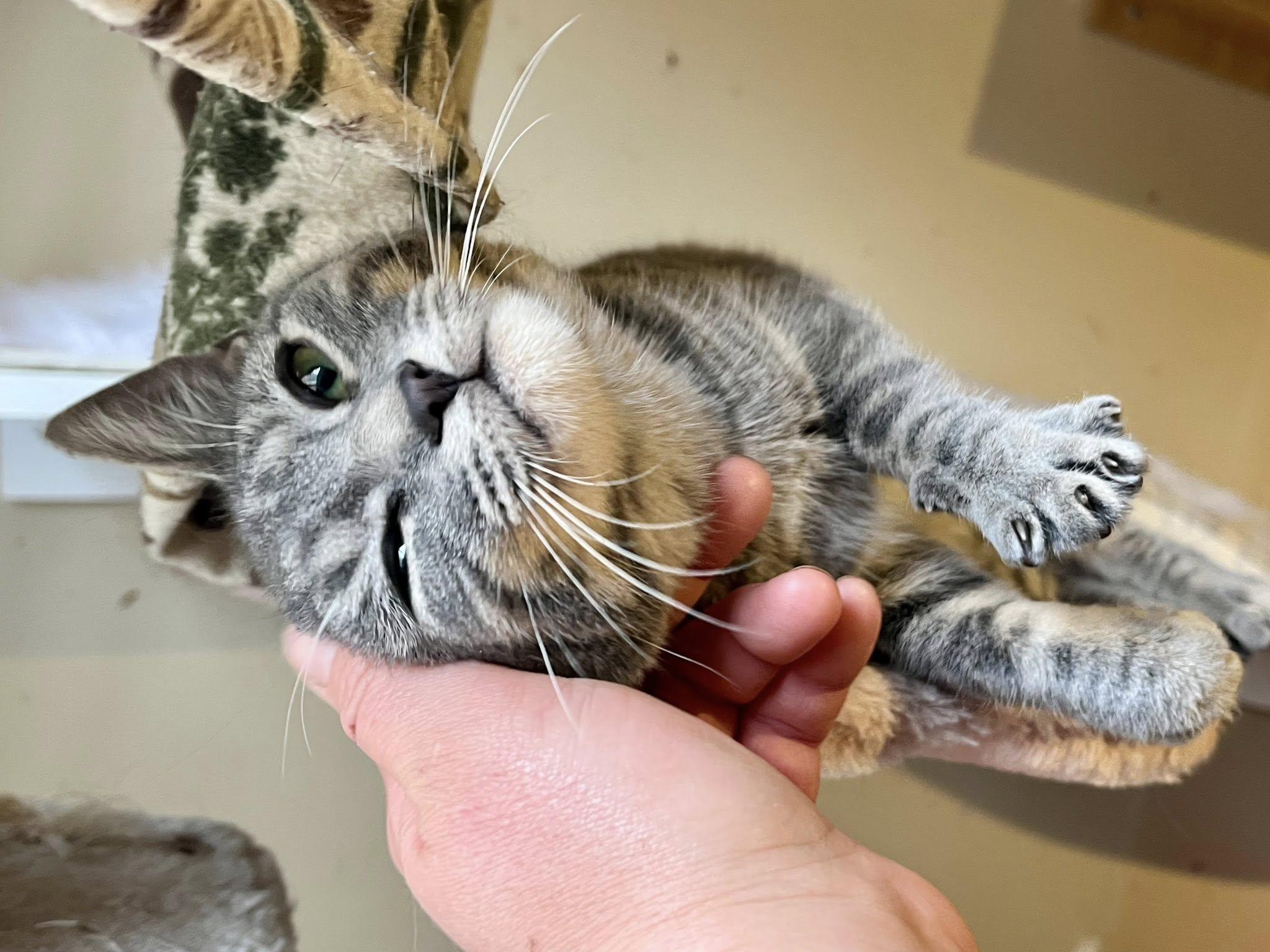 Enlarge Swedish Fish "Swish", an adopted American Shorthair in Elkland, PA image 3/4