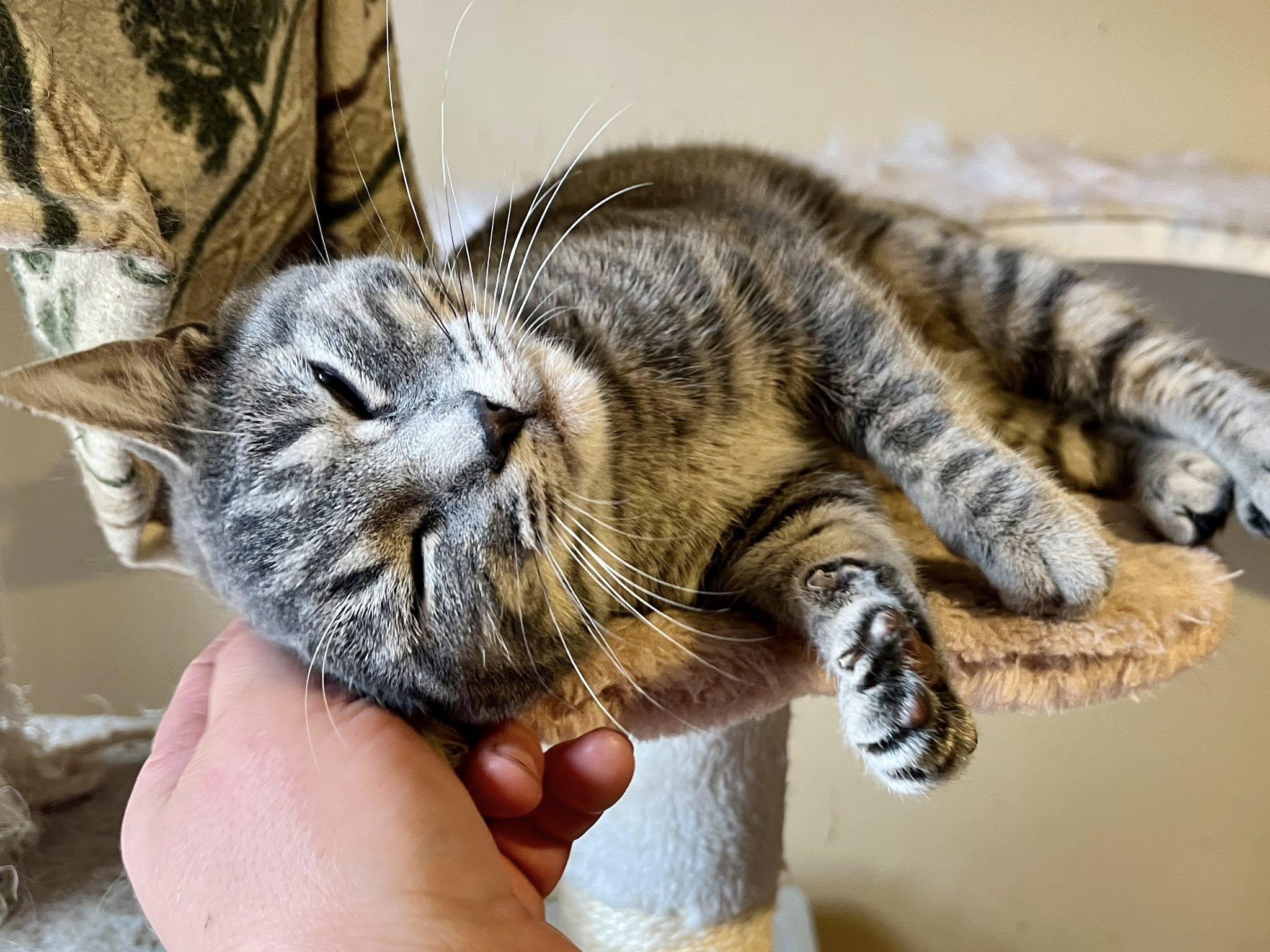 Enlarge Swedish Fish "Swish", an adopted American Shorthair in Elkland, PA image 2/4