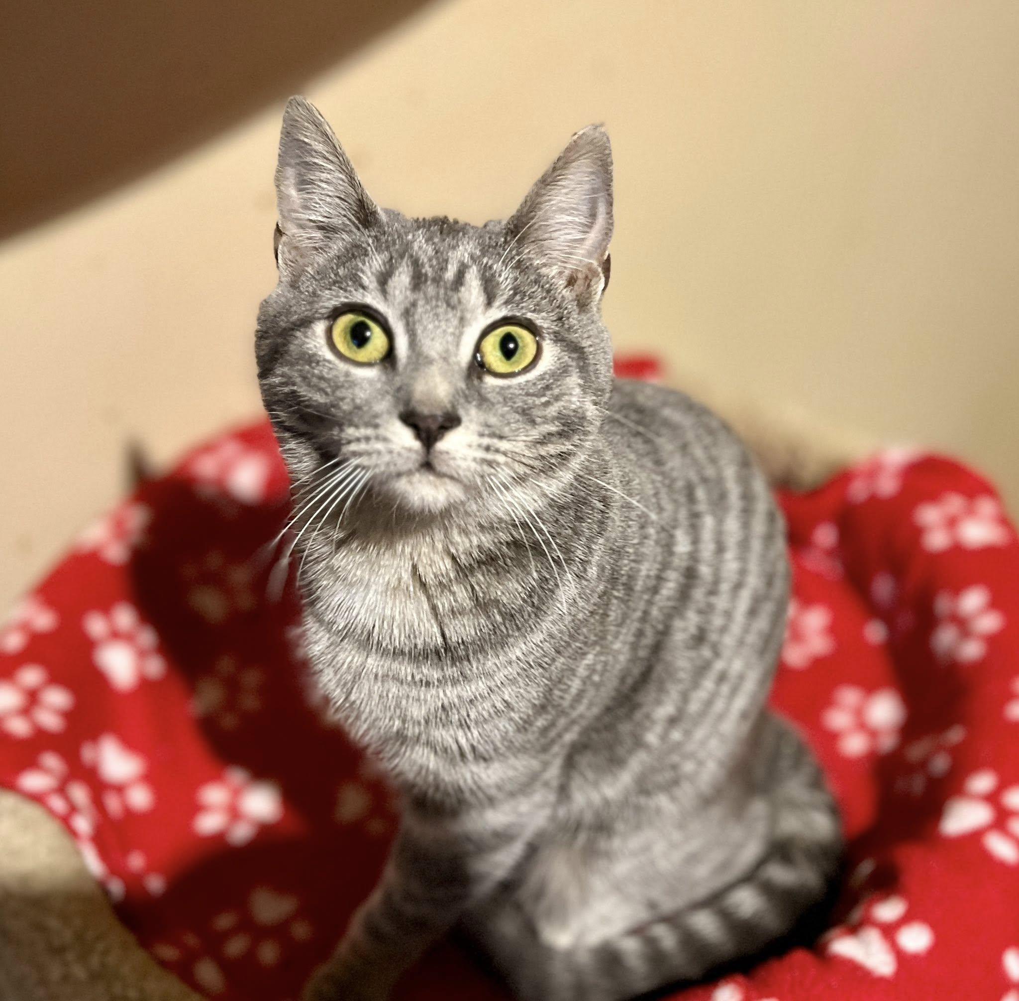 Enlarge Swedish Fish "Swish", an adopted American Shorthair in Elkland, PA image 4/4