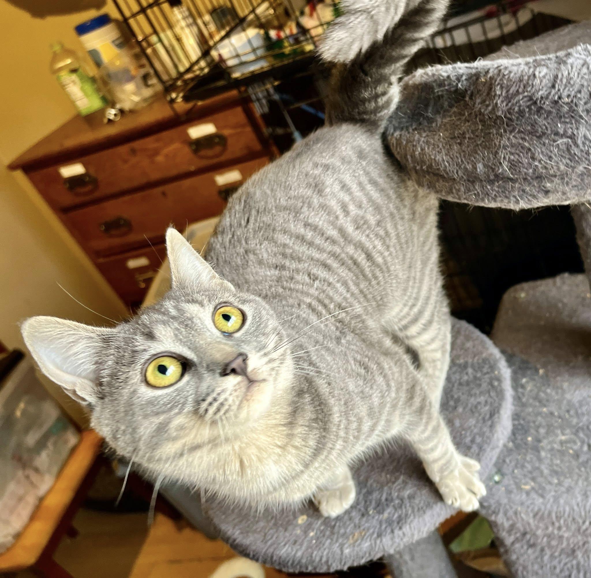 Enlarge Swedish Fish "Swish", an adopted American Shorthair in Elkland, PA image 1/4