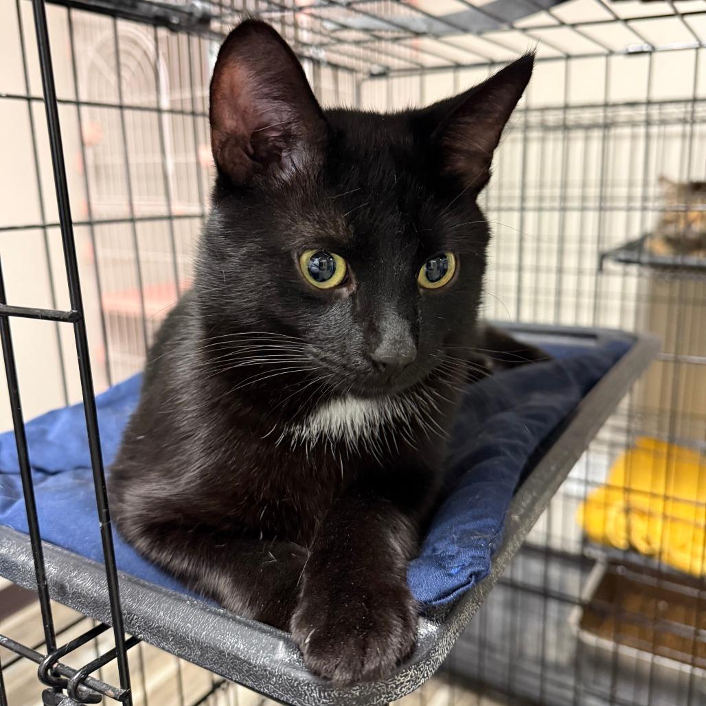 Sid, Adoptable, Young Male Domestic Short Hair.