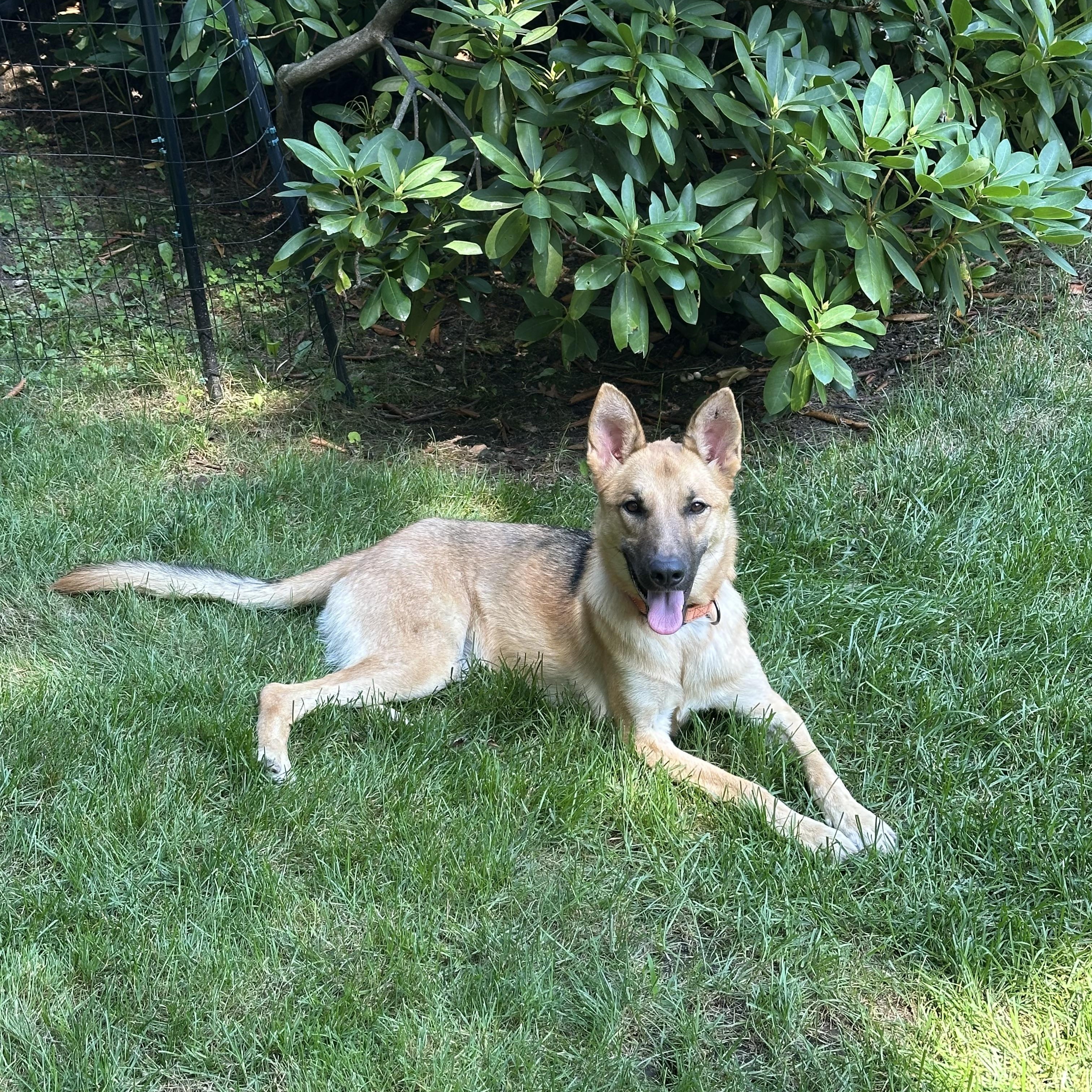 Sasha - gentle, well-mannered and friendly, an adopted mixed breed in Weston, MA image 5/6