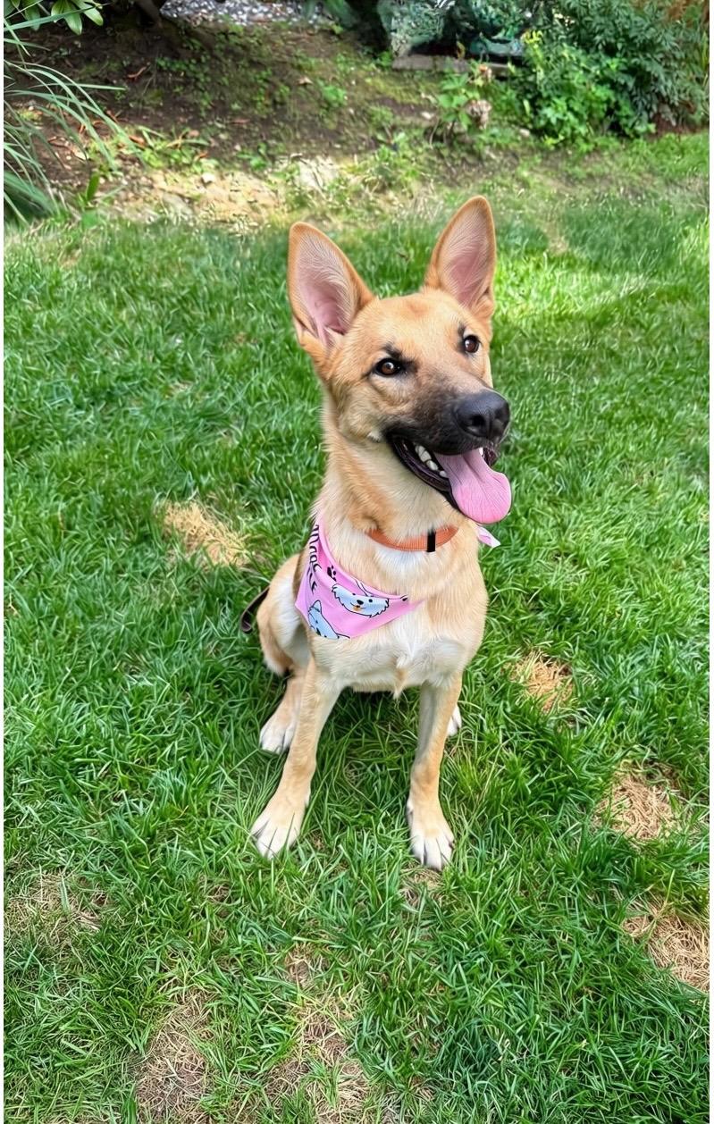 Sasha - gentle, well-mannered and friendly, an adopted mixed breed in Weston, MA image 3/6