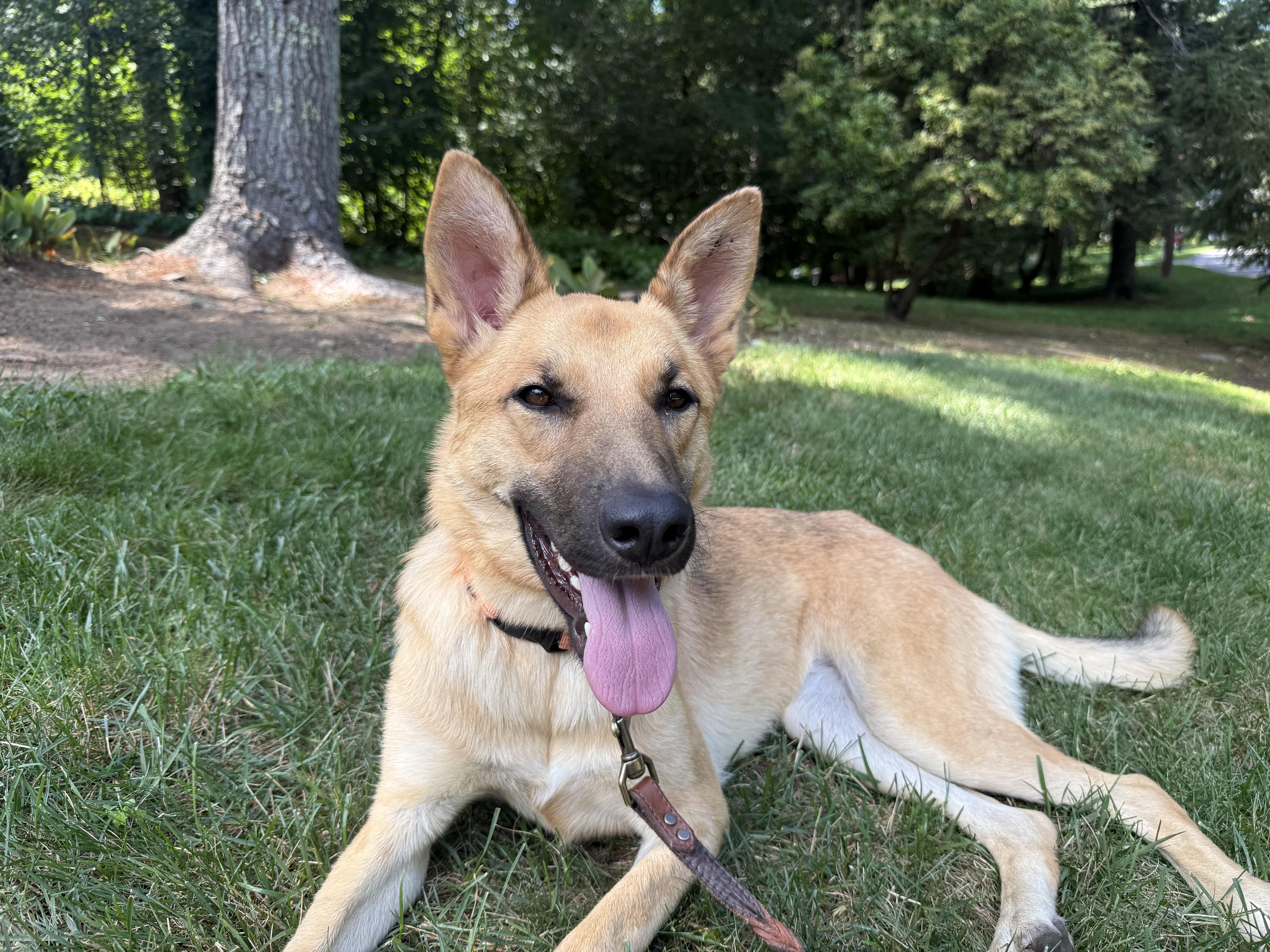 Sasha - gentle, well-mannered and friendly, an adopted mixed breed in Weston, MA image 2/6