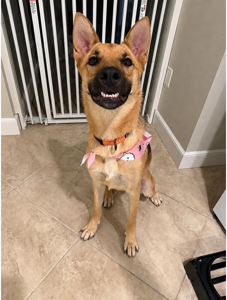 Sasha - gentle, well-mannered and friendly, an adopted mixed breed in Weston, MA image 6/6