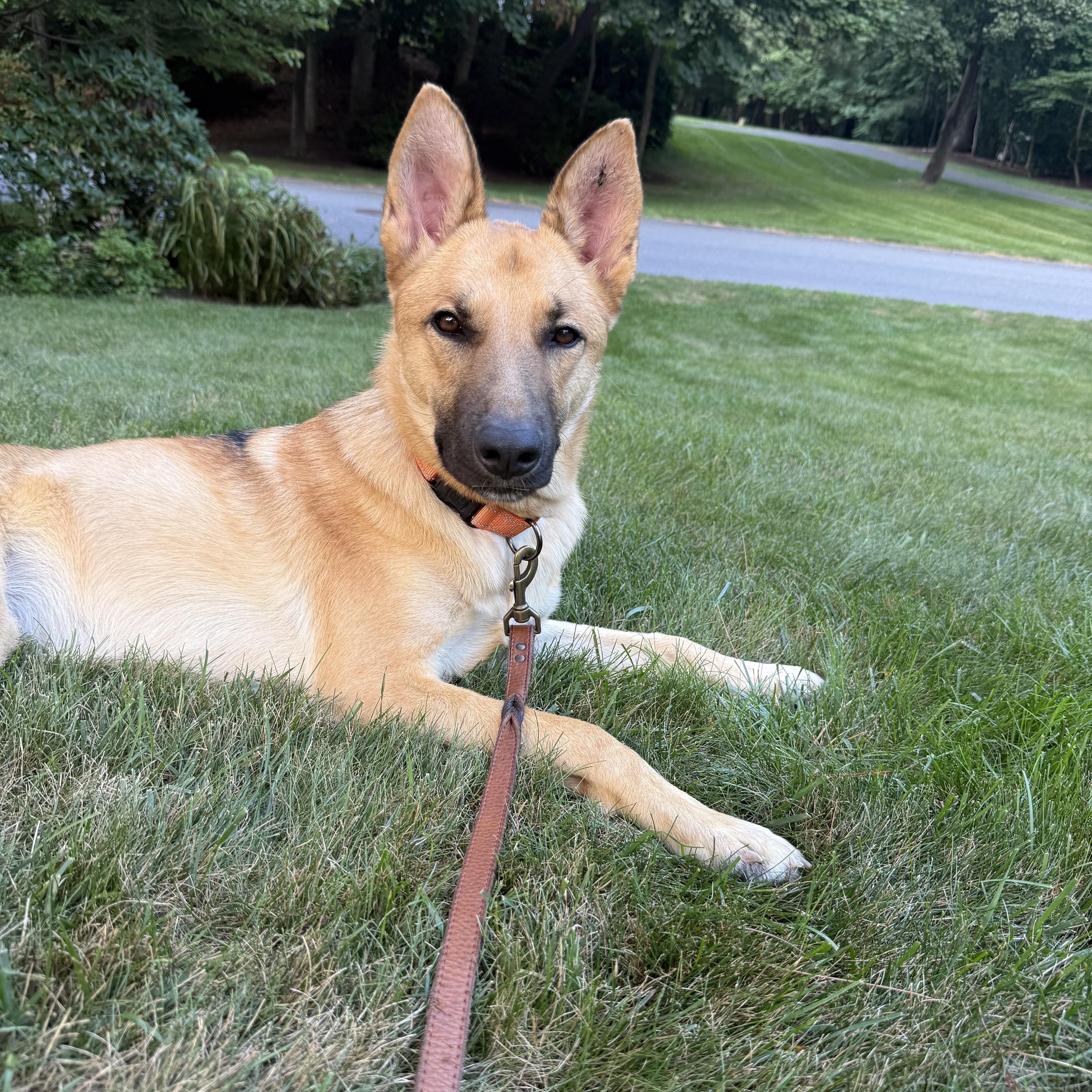Sasha - gentle, well-mannered and friendly, an adopted mixed breed in Weston, MA image 4/6