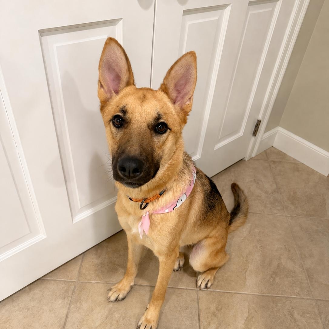 Sasha - gentle, well-mannered and friendly, adopted, Young Female German Shepherd Dog.