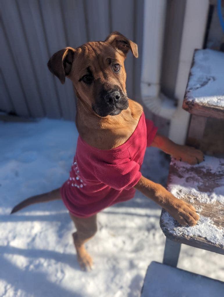 Taylor, Baby Female Boxer
