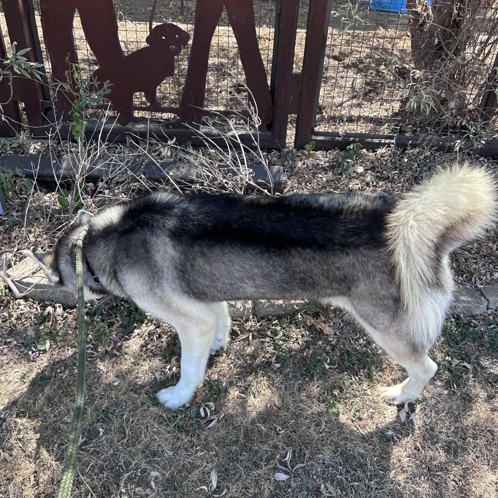 Enlarge Baron, a Adoptable mixed breed in Aledo, TX image 1/6
