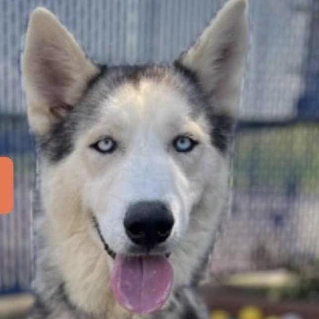 Enlarge Baron, a Adoptable mixed breed in Aledo, TX image 6/6
