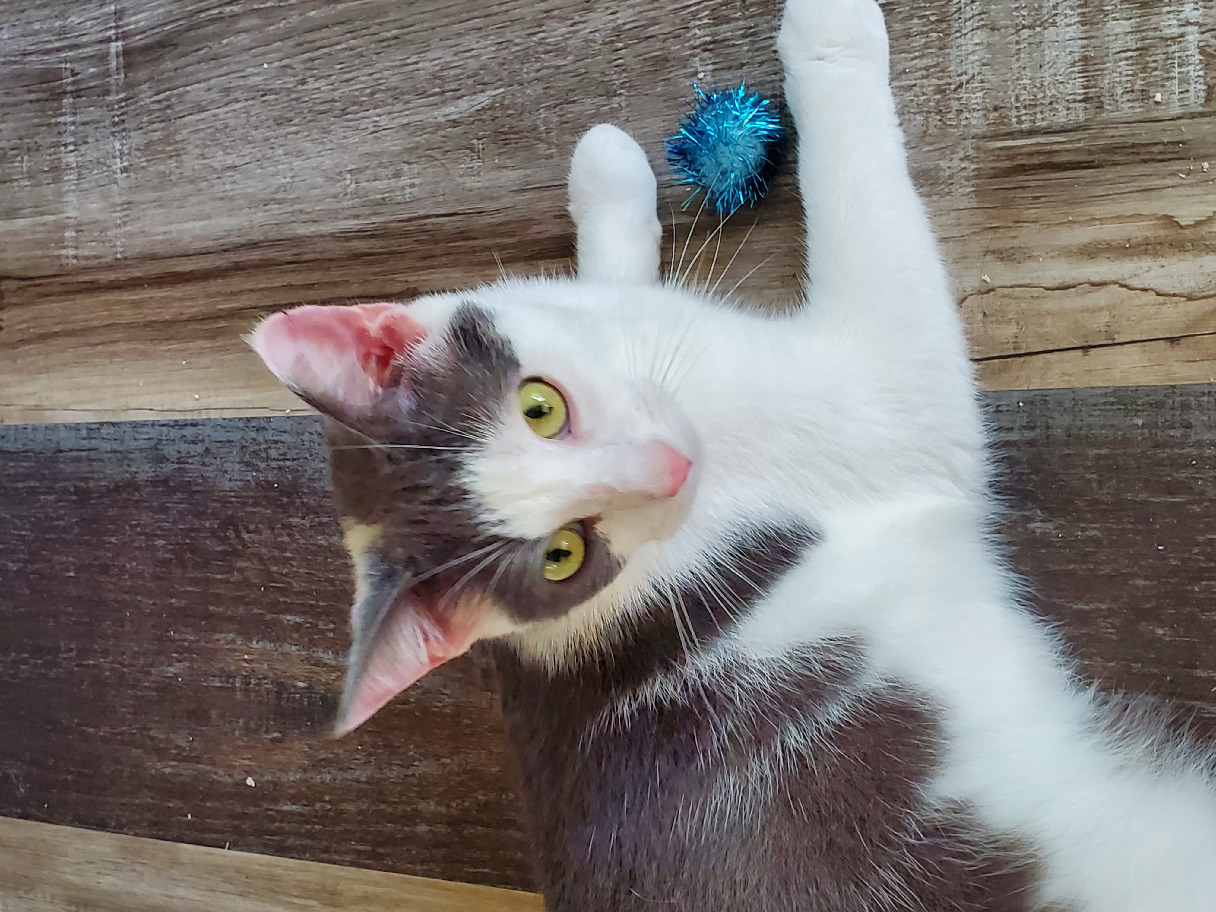 Presley — thumbnail 2