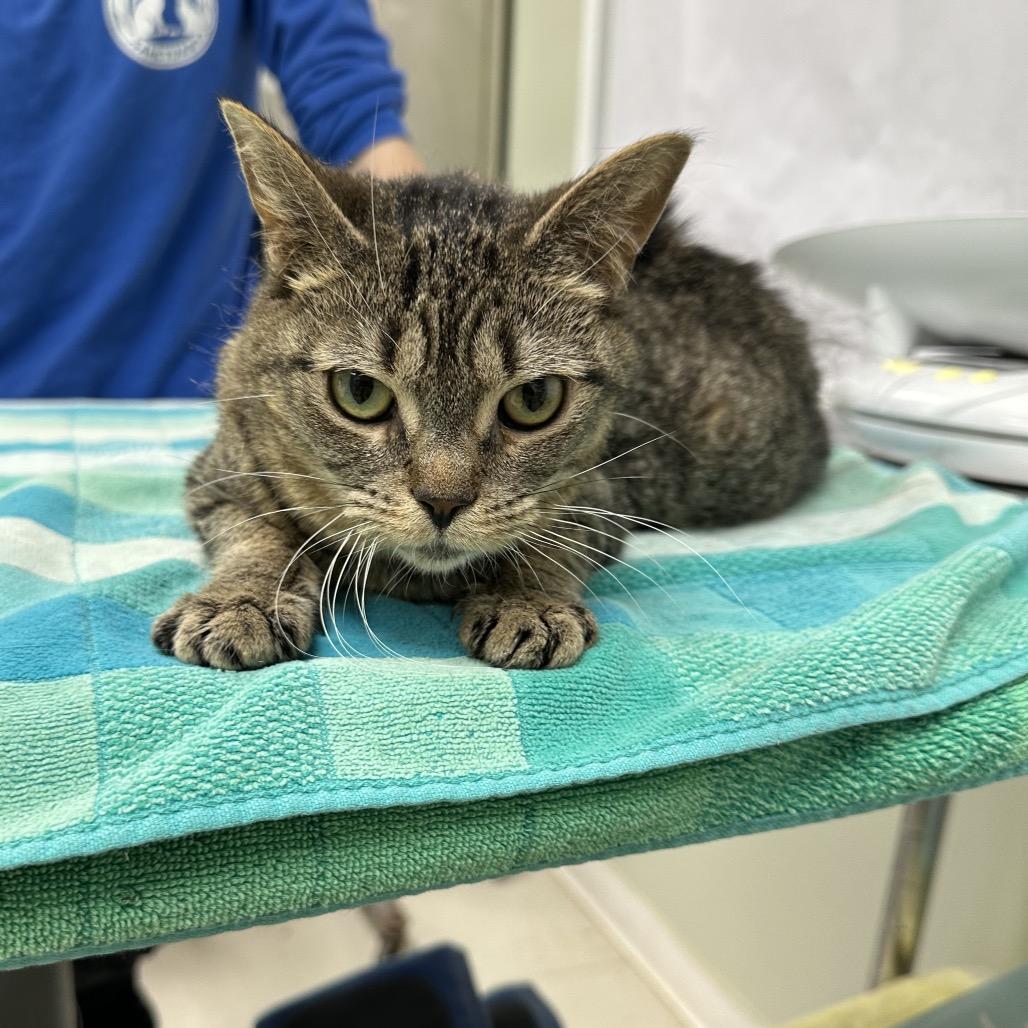 Enlarge Dopey, a Adoptable Domestic Short Hair in East Smithfield , PA image 1/6