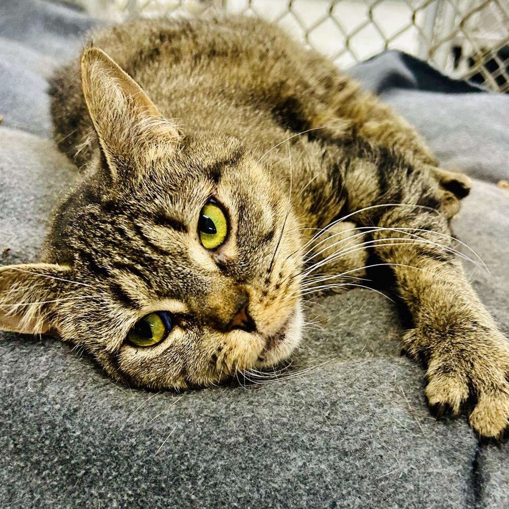 Enlarge Dopey, a Adoptable Domestic Short Hair in East Smithfield , PA image 2/6