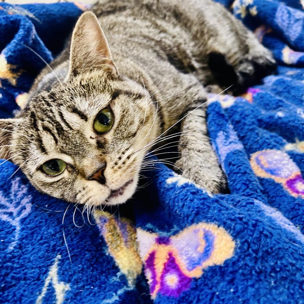 Enlarge Dopey, a Adoptable Domestic Short Hair in East Smithfield , PA image 3/6