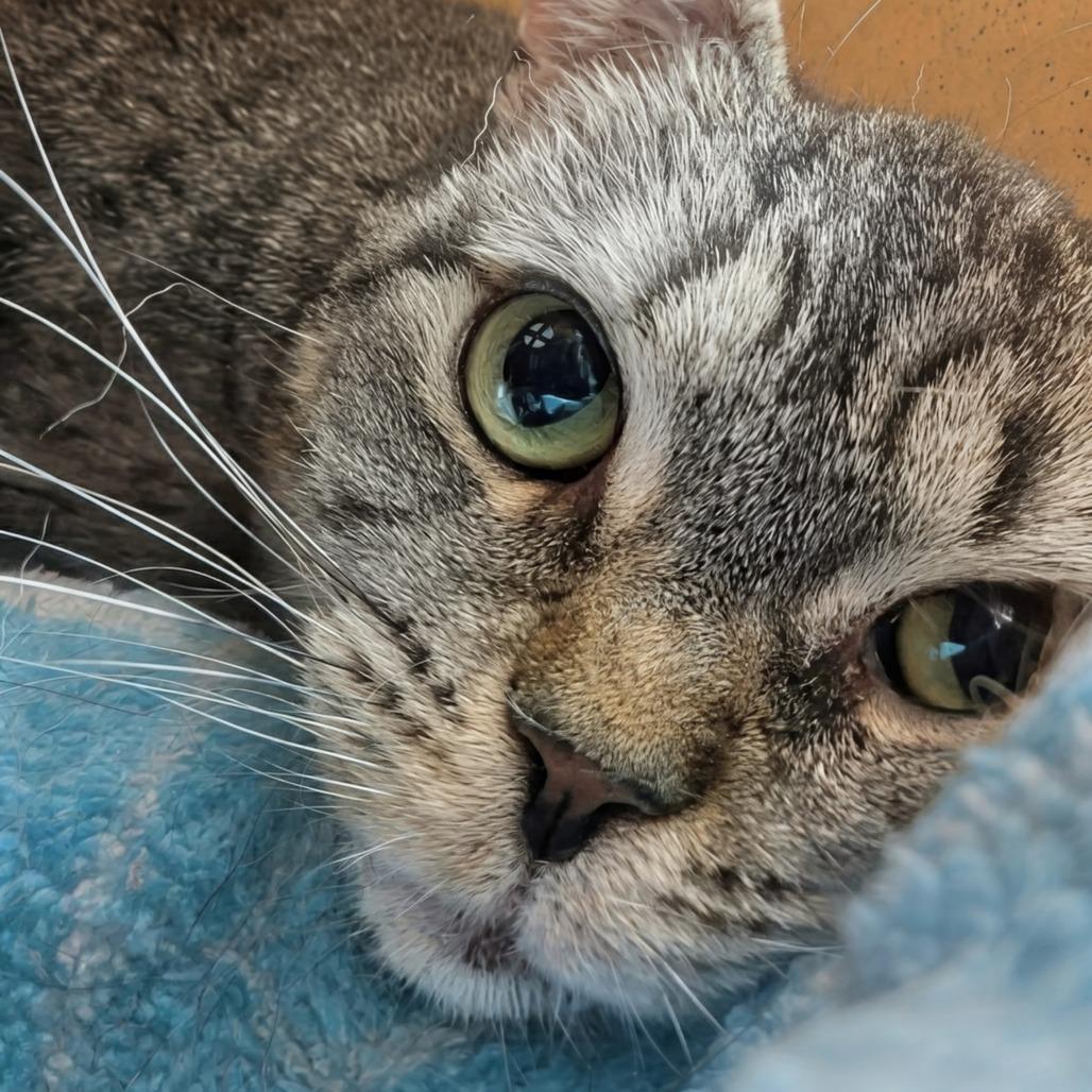 Enlarge Dopey, a Adoptable Domestic Short Hair in East Smithfield , PA image 3/6