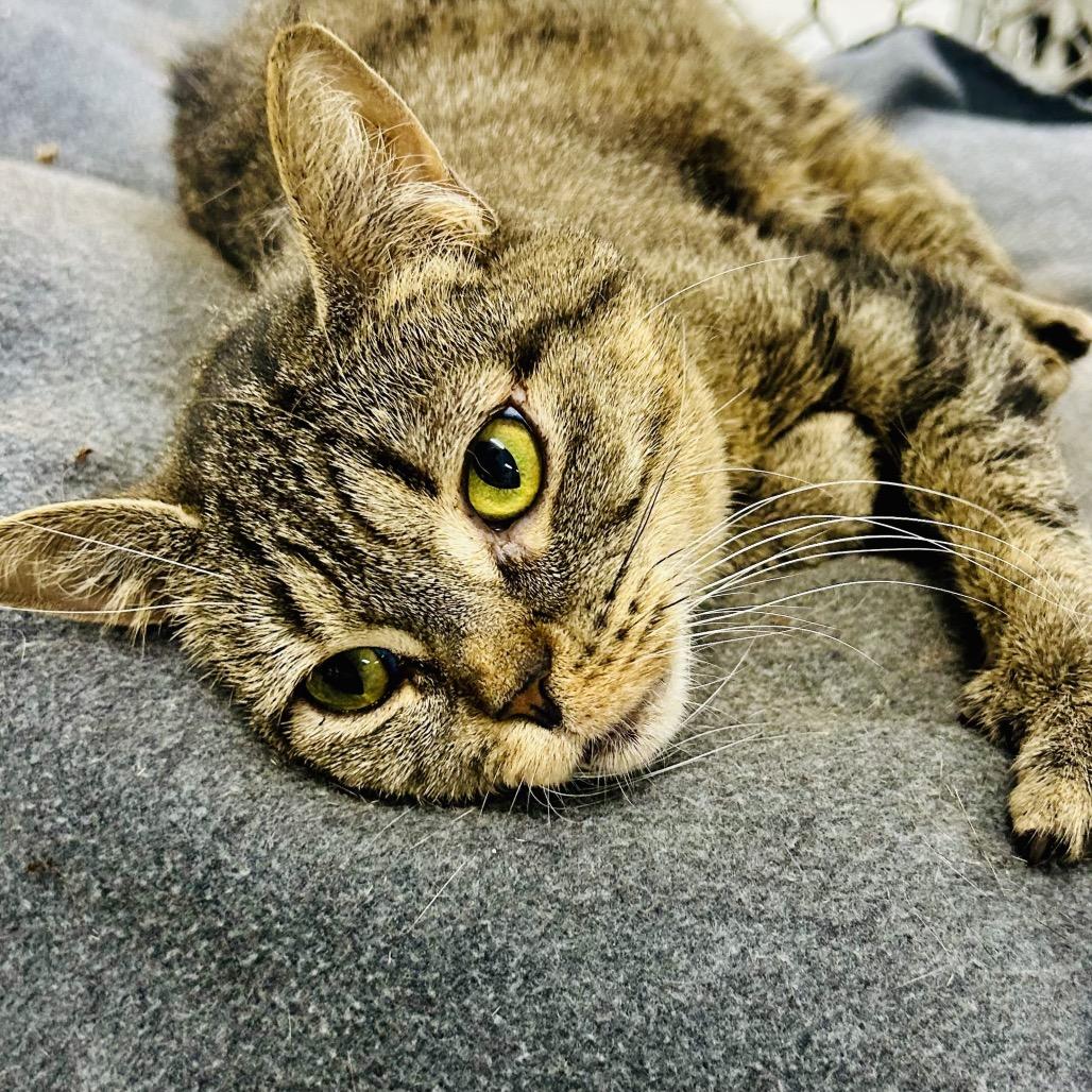 Enlarge Dopey, a Adoptable Domestic Short Hair in East Smithfield , PA image 4/6