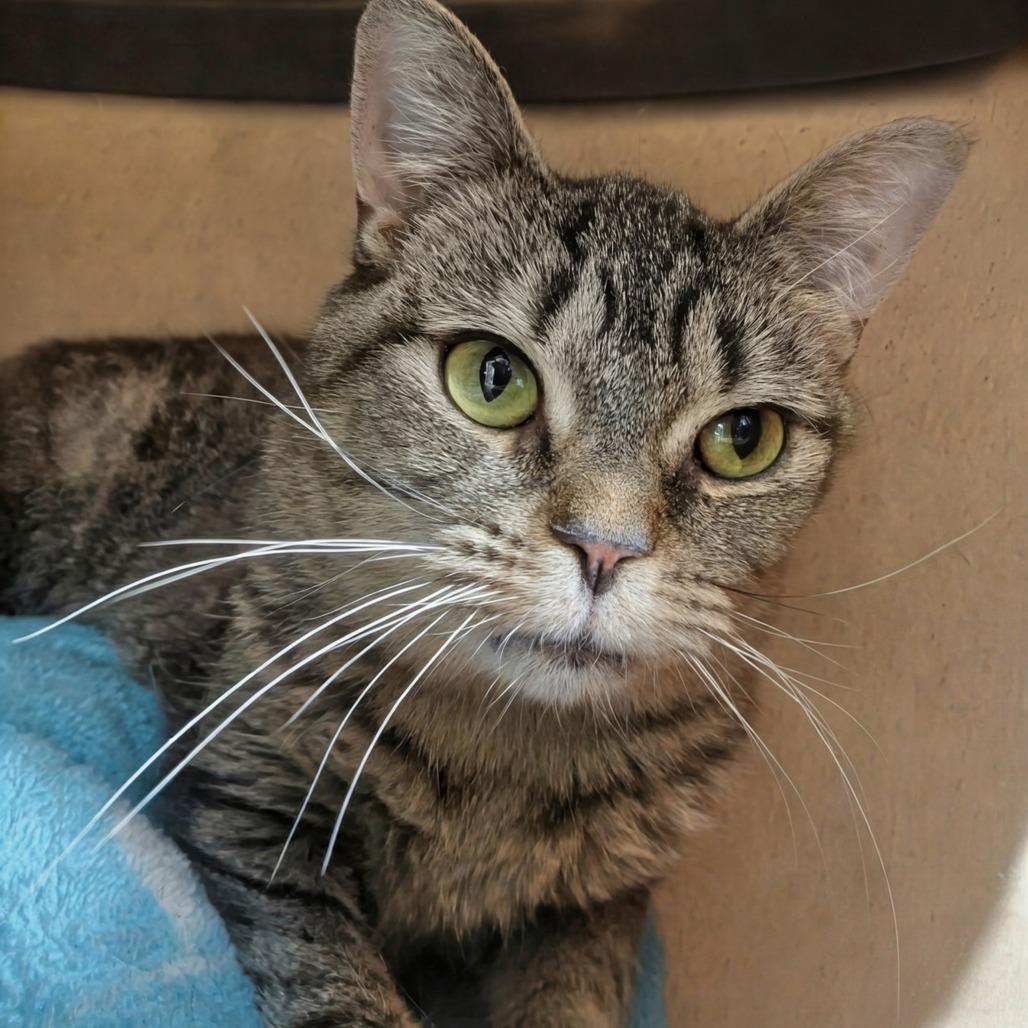 Enlarge Dopey, a Adoptable Domestic Short Hair in East Smithfield , PA image 5/6