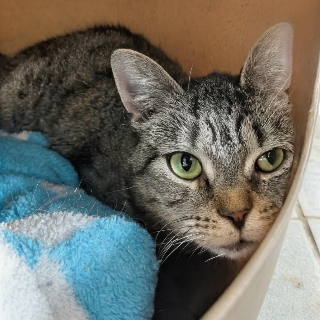 Enlarge Dopey, a Adoptable Domestic Short Hair in East Smithfield , PA image 6/6