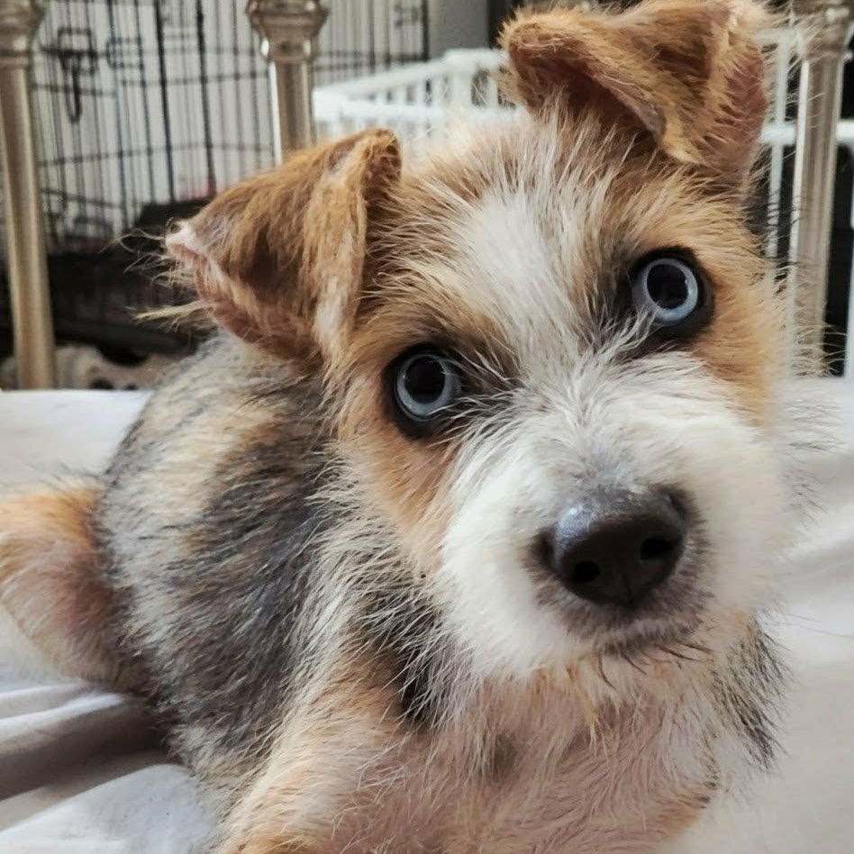 Skye — thumbnail 3