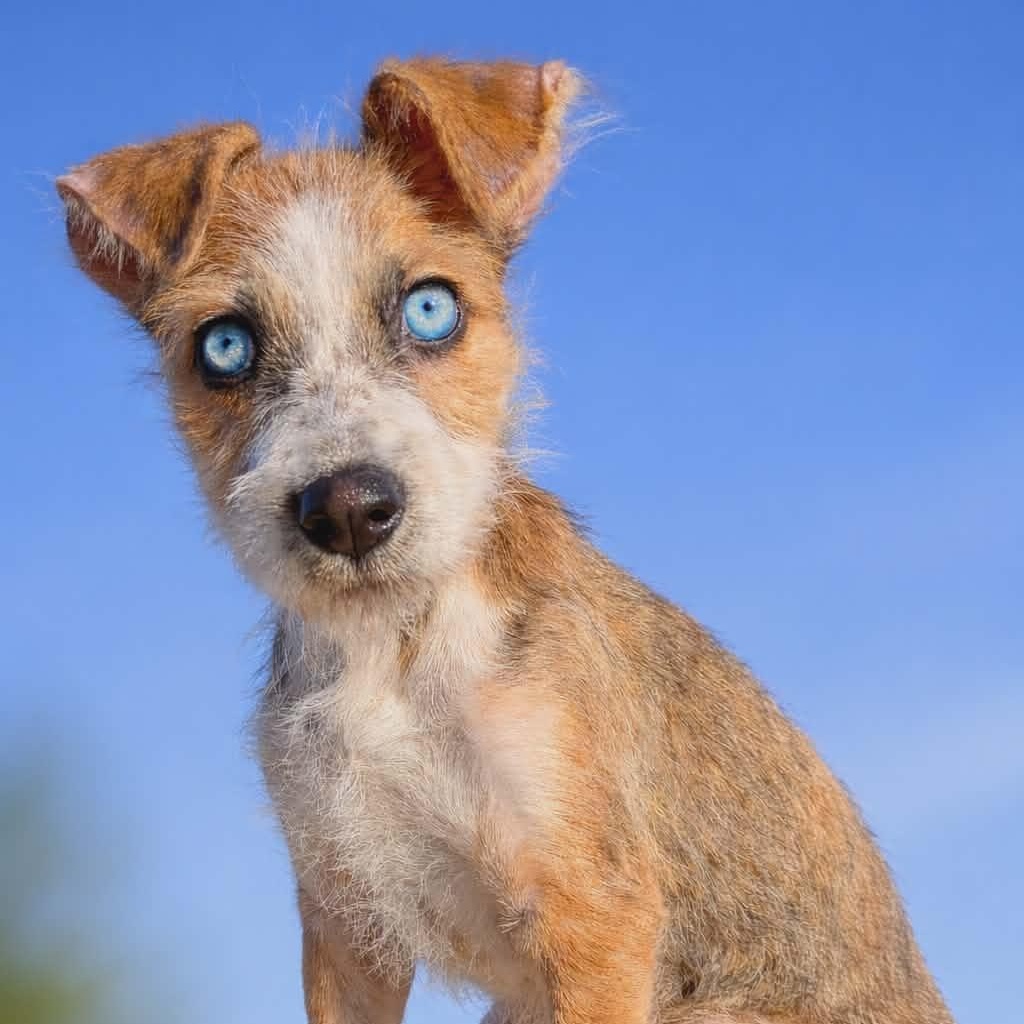 Skye — thumbnail 4