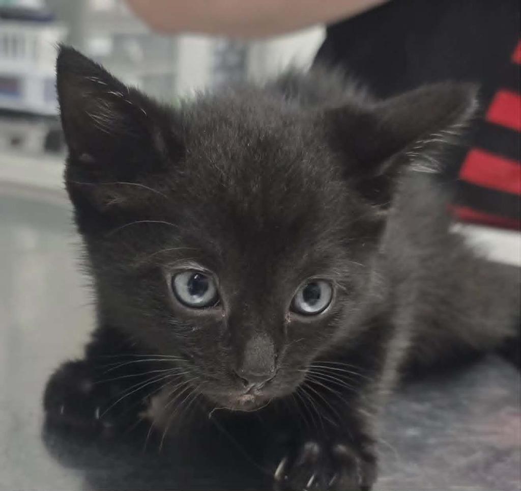 Patty, Adoptable, Kitten Female Domestic Short Hair.