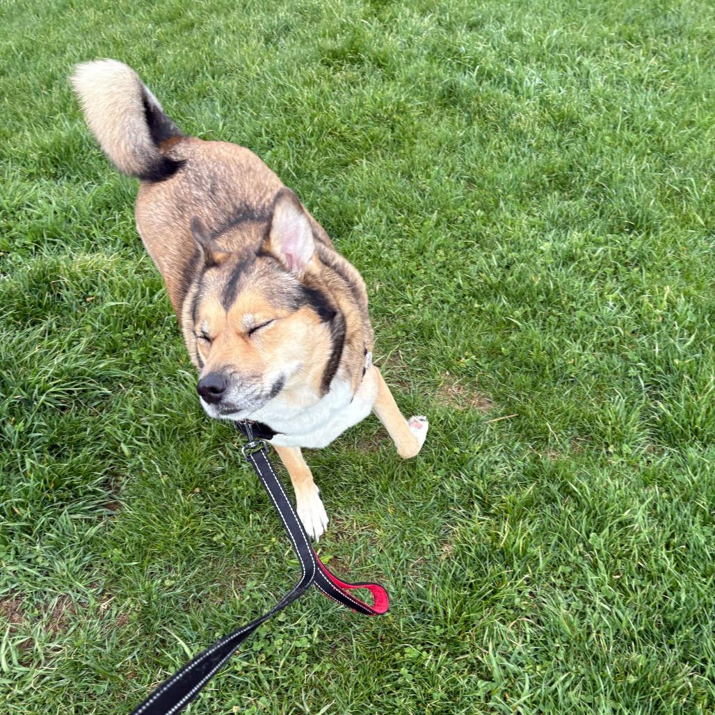 Rhea, a Adoptable mixed breed in Dover, NH image 1/6