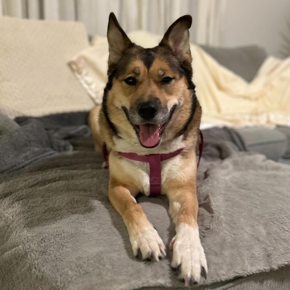 Rhea, a Adoptable mixed breed in Dover, NH image 2/6