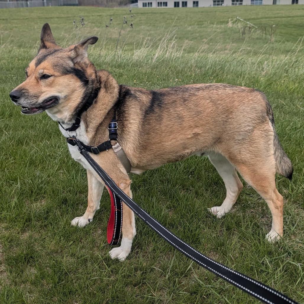Rhea, a Adoptable mixed breed in Dover, NH image 3/6