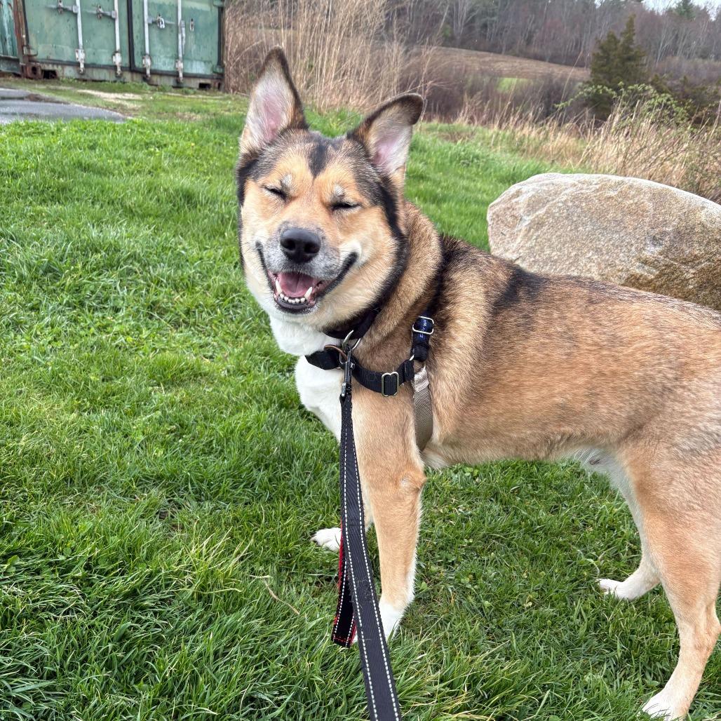 Rhea, a Adoptable mixed breed in Dover, NH image 4/6