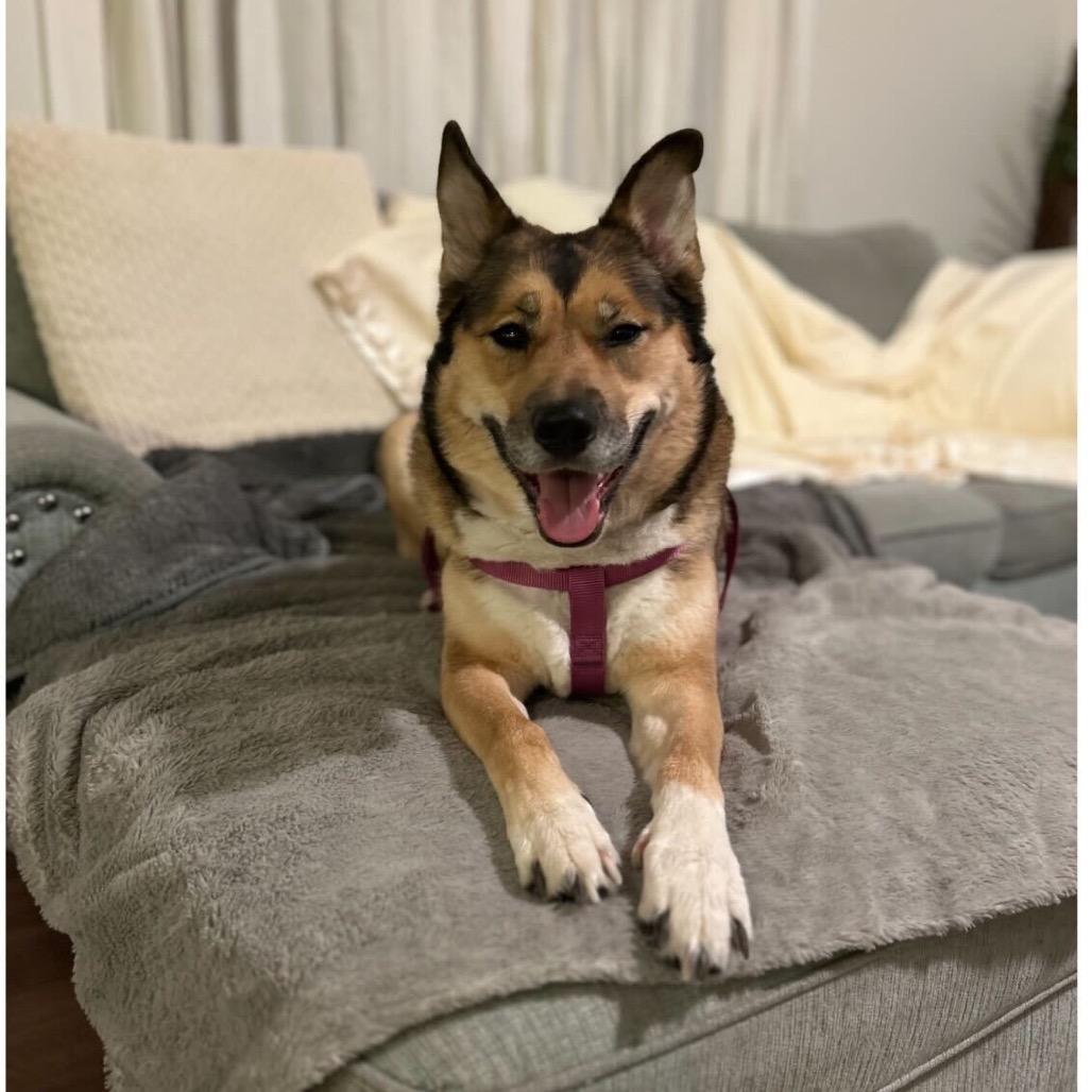 Rhea, a Adoptable mixed breed in Dover, NH image 5/6