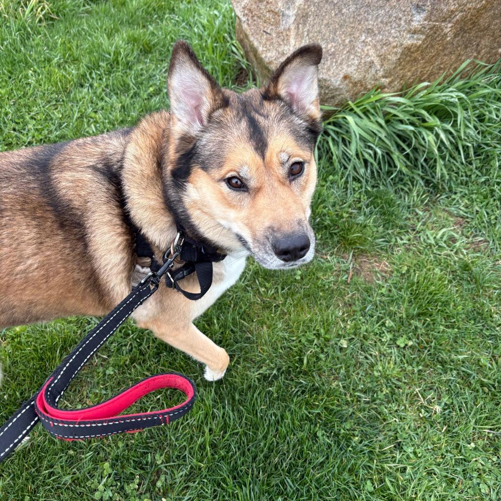 Rhea, a Adoptable mixed breed in Dover, NH image 6/6