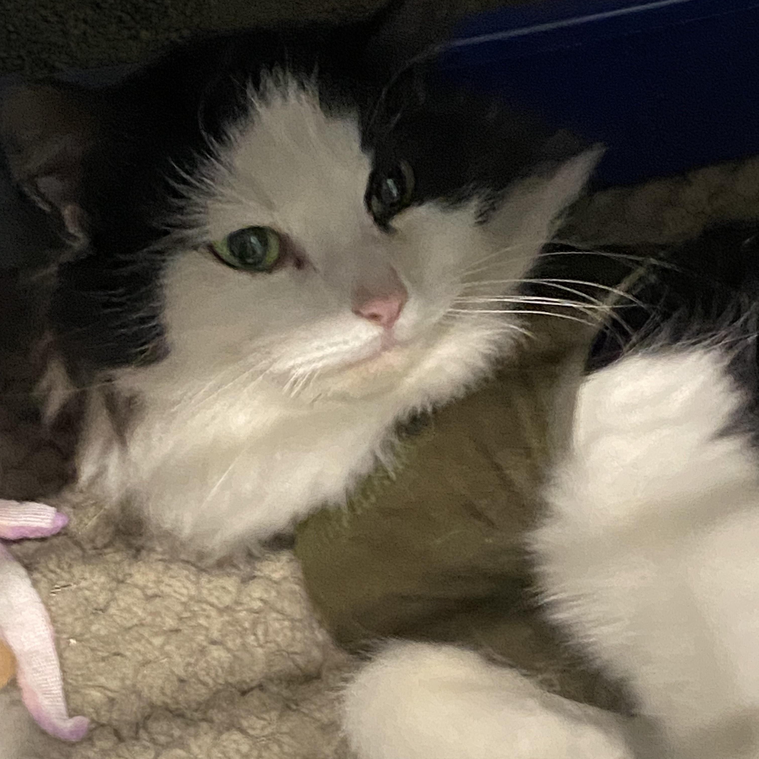 Marina, adopted, Adult Female Domestic Long Hair.