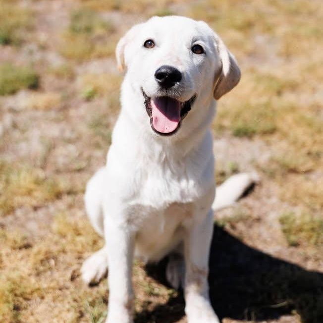 Enlarge Petal (20260416-01), an adopted mixed breed in Niagara on the Lake, ON image 2/5