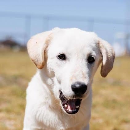 Petal (20260416-01), adopted, Puppy Female Labrador Retriever & Golden Retriever.