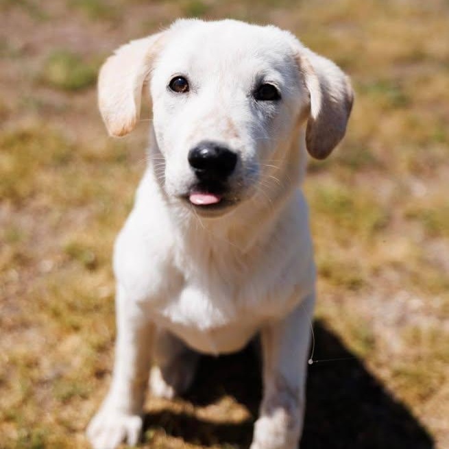 Enlarge Petal (20260416-01), an adopted mixed breed in Niagara on the Lake, ON image 5/5