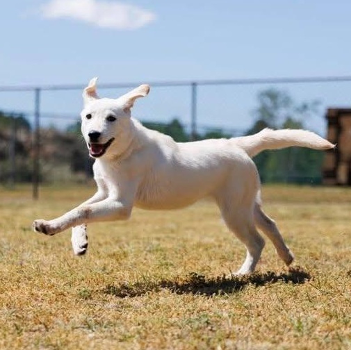 Enlarge Petal (20260416-01), an adopted mixed breed in Niagara on the Lake, ON image 3/5