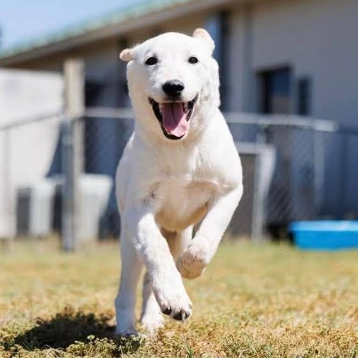 Enlarge Petal (20260416-01), an adopted mixed breed in Niagara on the Lake, ON image 4/5