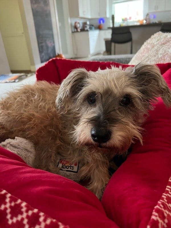 Cesia, an adoptable Miniature Schnauzer, Schnoodle in San Diego, CA, 92120 | Photo Image 1
