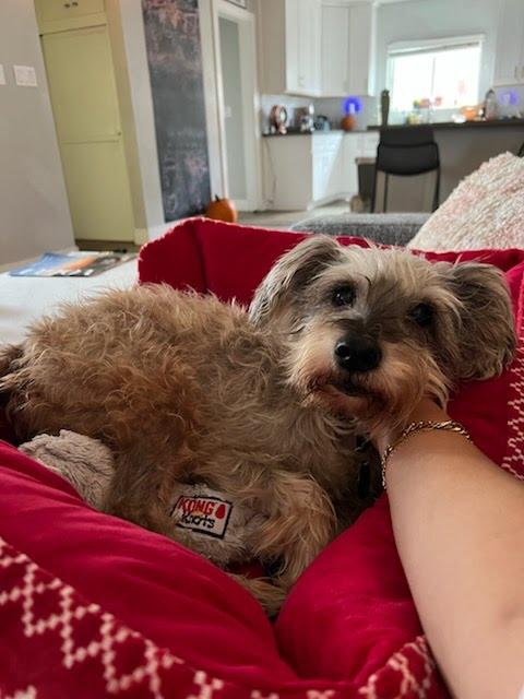 Cesia, an adoptable Miniature Schnauzer, Schnoodle in San Diego, CA, 92120 | Photo Image 6