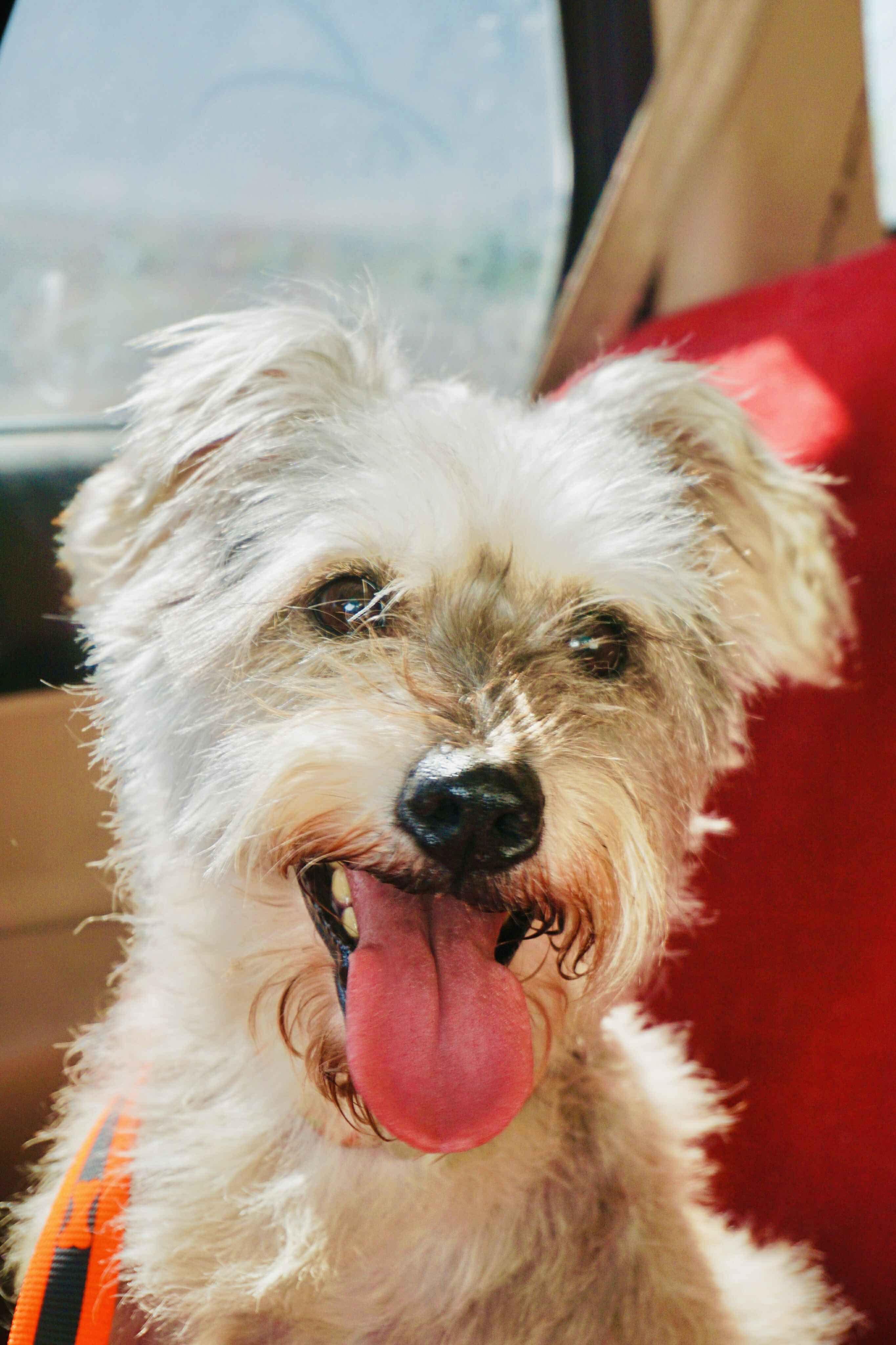 Cesia, an adoptable Miniature Schnauzer, Schnoodle in San Diego, CA, 92120 | Photo Image 2