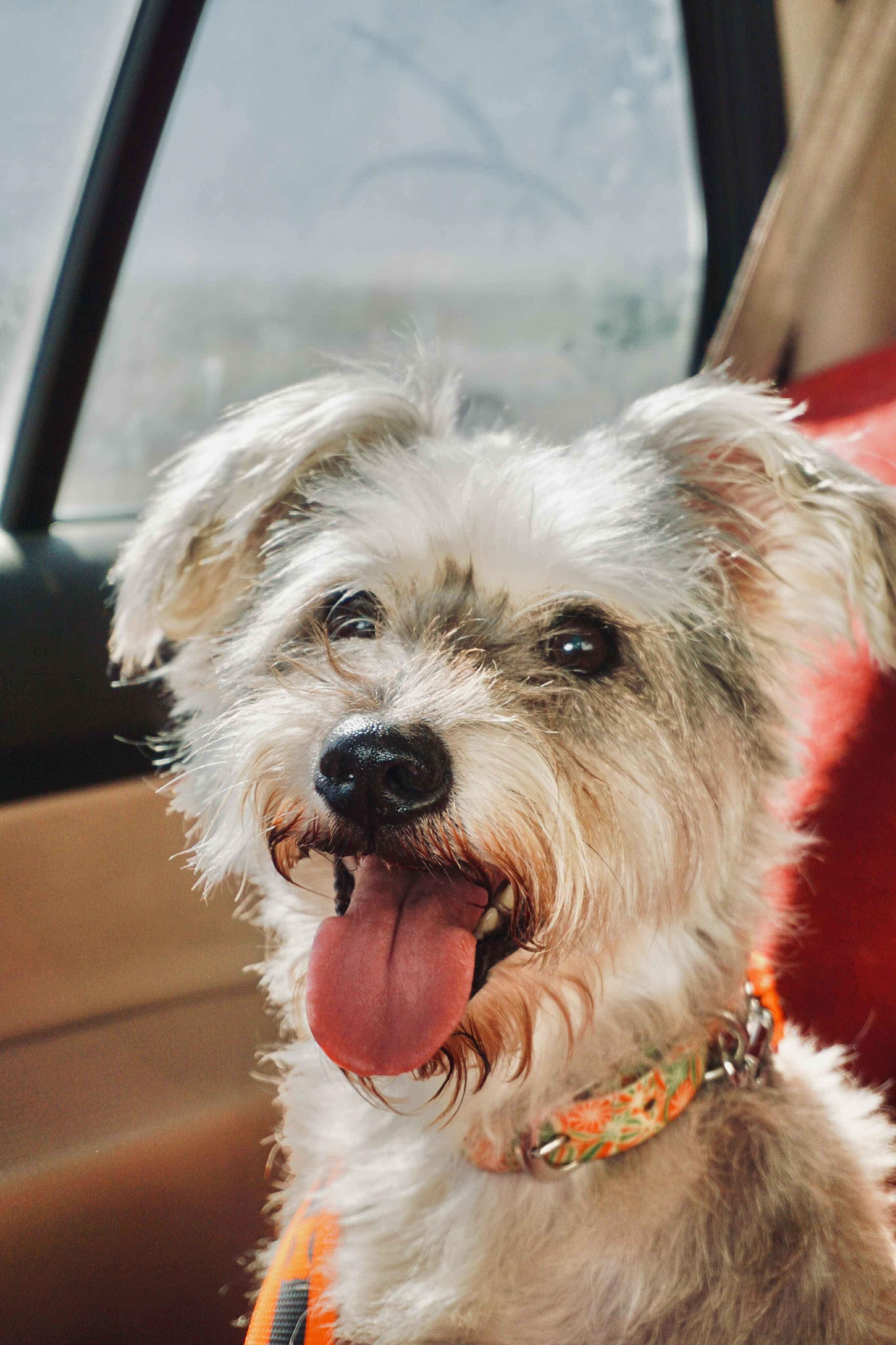 Cesia, an adoptable Miniature Schnauzer, Schnoodle in San Diego, CA, 92120 | Photo Image 5