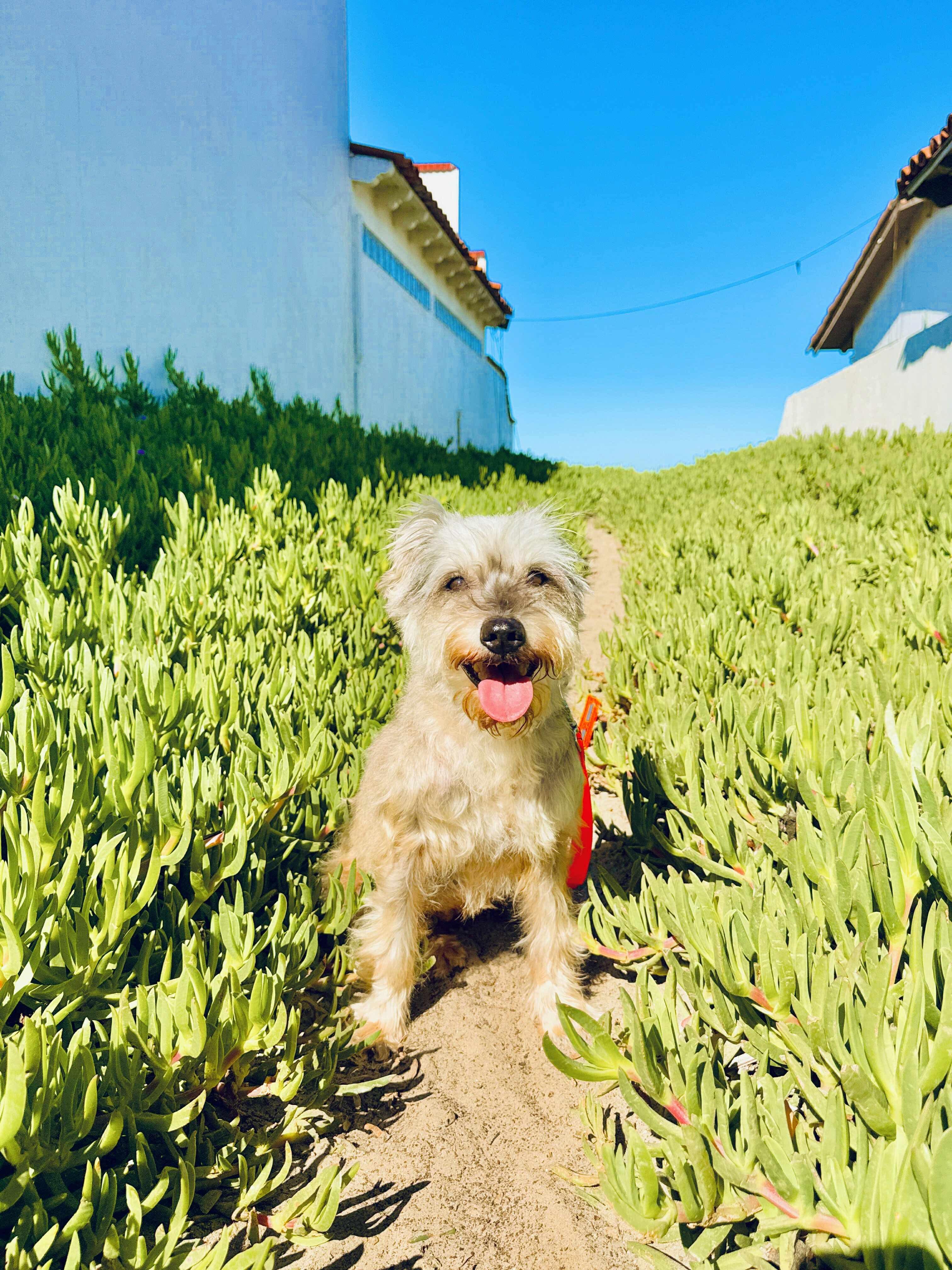 Cesia, an adoptable Miniature Schnauzer, Schnoodle in San Diego, CA, 92120 | Photo Image 3