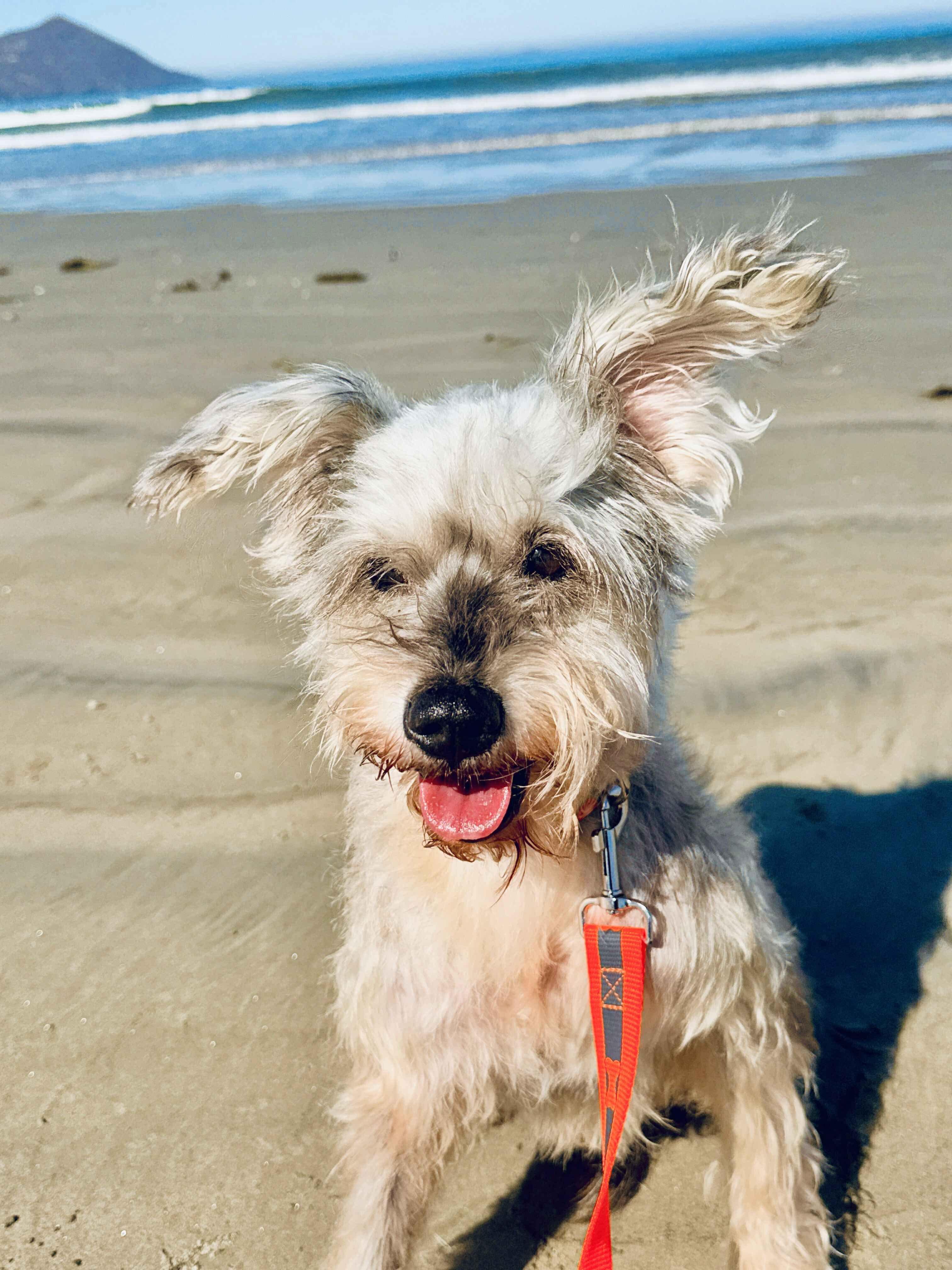 Cesia, an adoptable Miniature Schnauzer, Schnoodle in San Diego, CA, 92120 | Photo Image 4