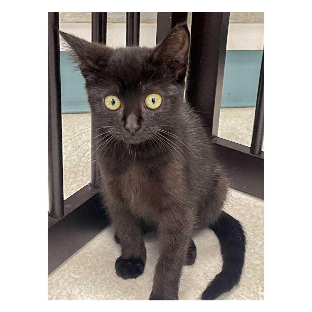 Darcy, Adoptable, Kitten Female Domestic Short Hair.