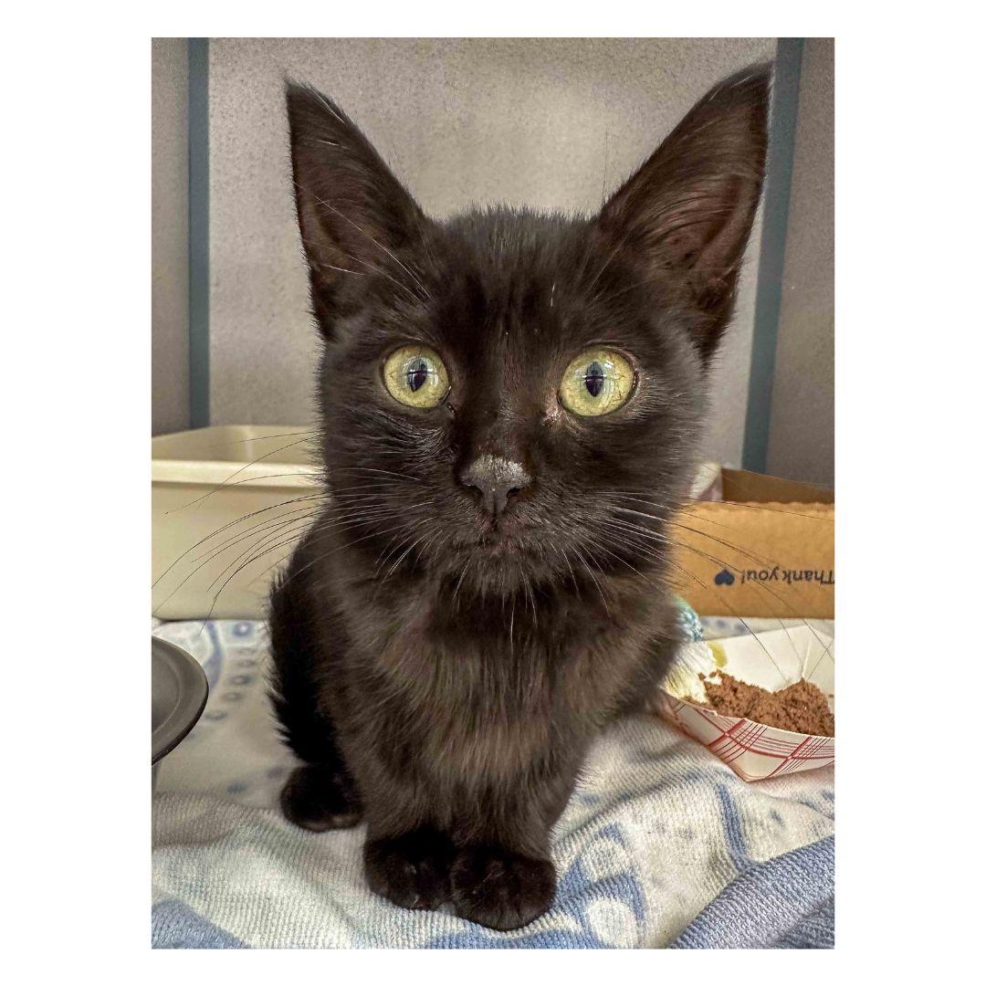 Enlarge Darcy, a Adoptable Domestic Short Hair in Stamford, CT image 2/2