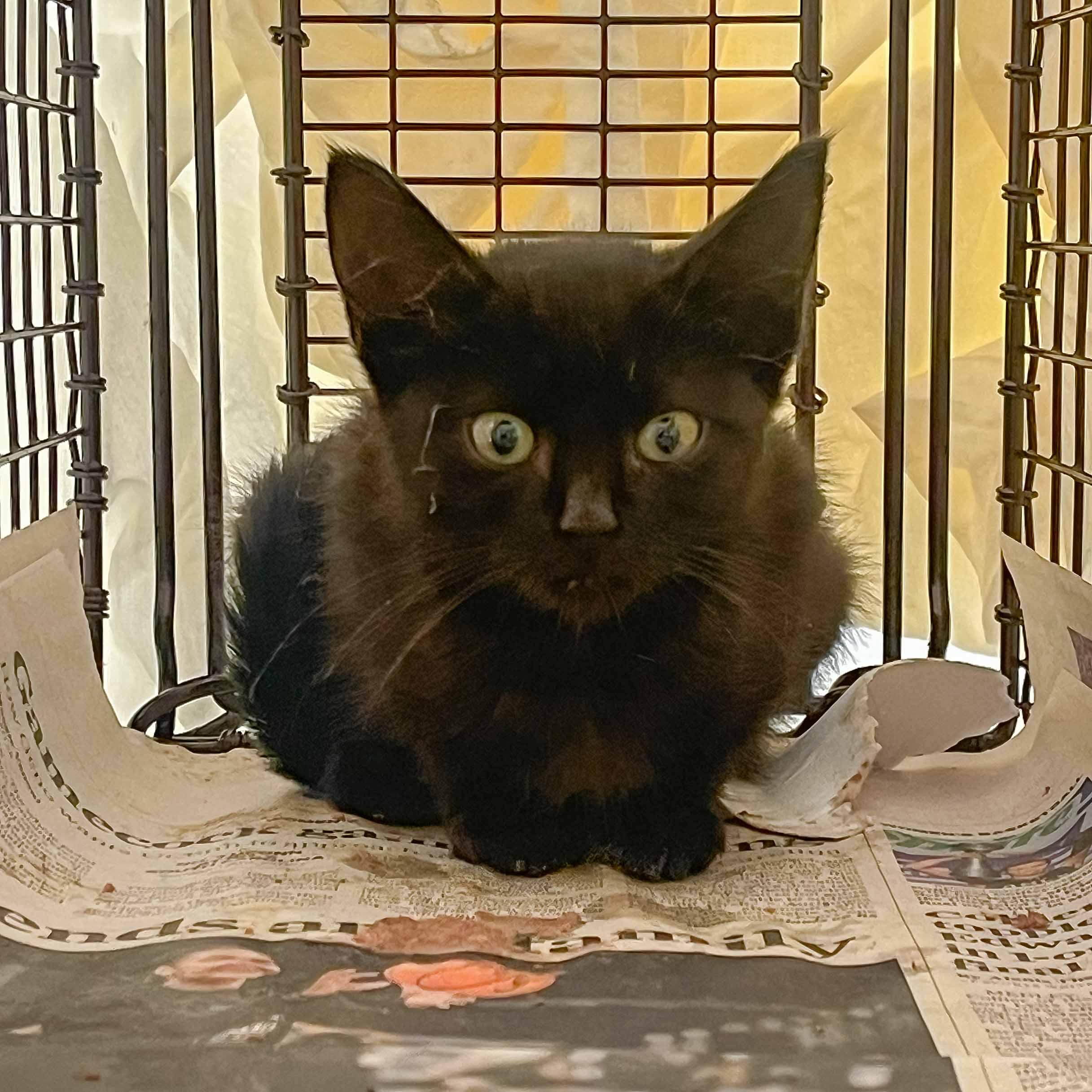 Enlarge Darcy, a Adoptable Domestic Short Hair in Stamford, CT image 4/4