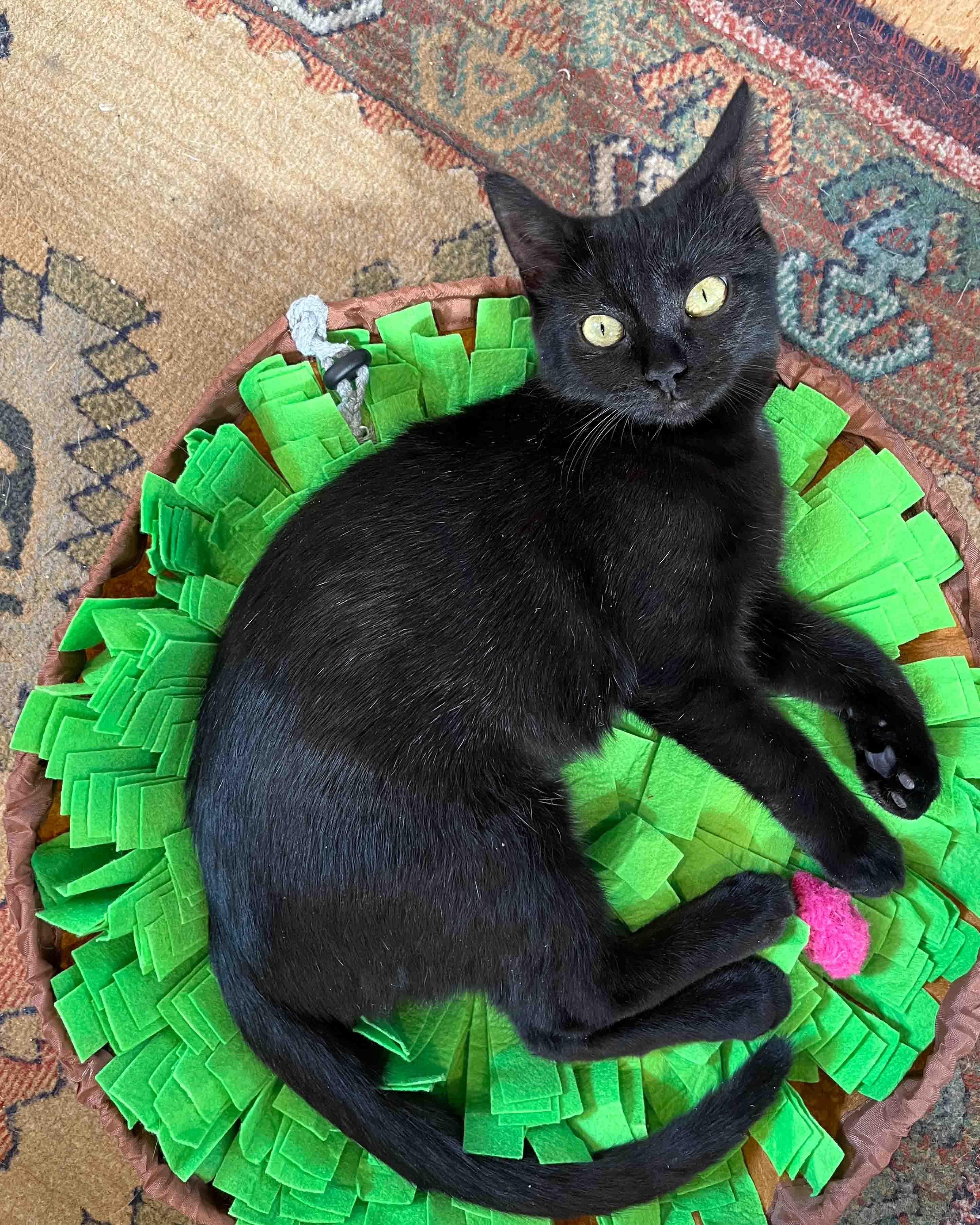 Darcy, Adoptable, Kitten Female Domestic Short Hair.