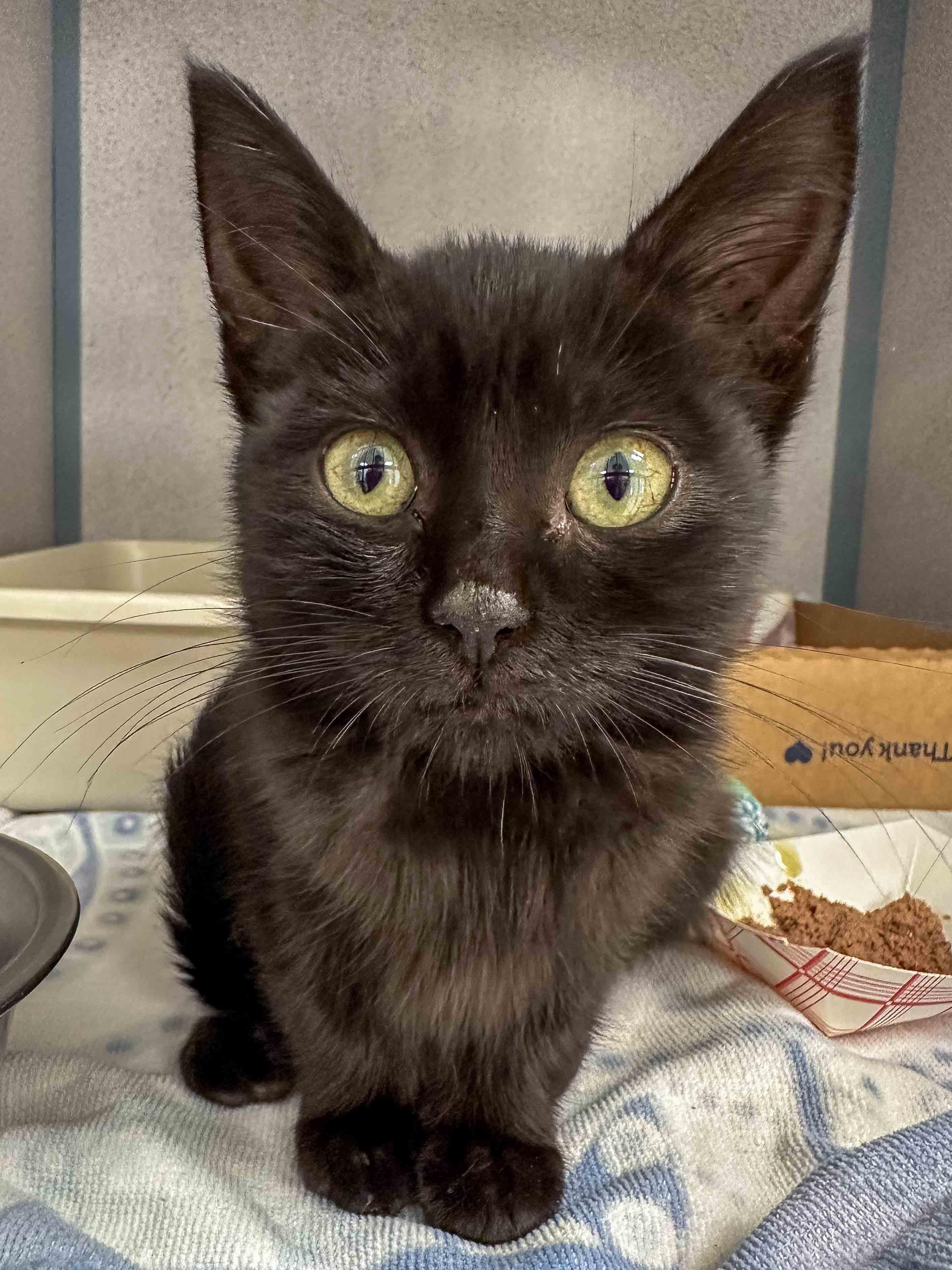 Enlarge Darcy, a Adoptable Domestic Short Hair in Stamford, CT image 3/4